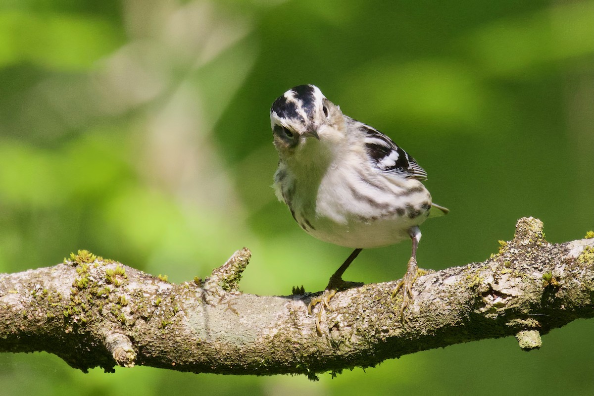Black-and-white Warbler - ML618320915
