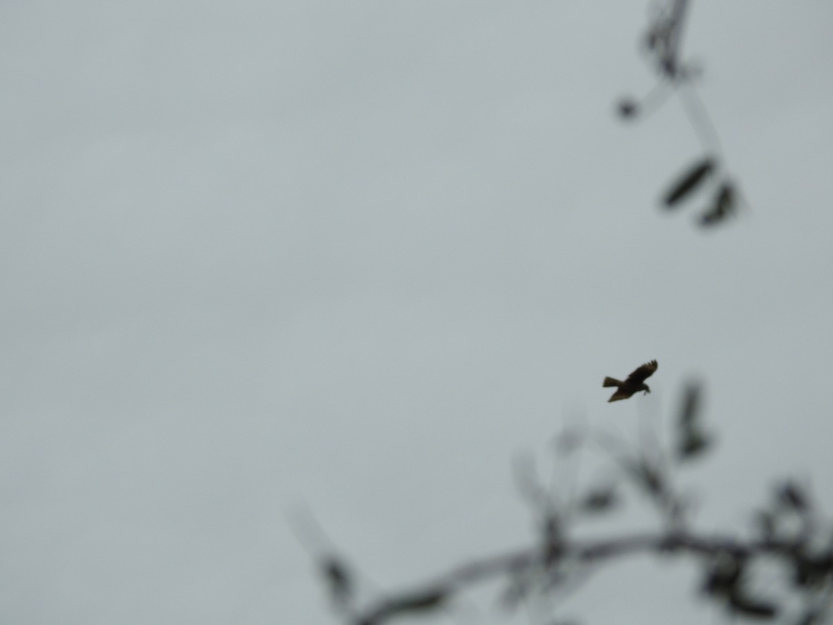 Long-winged Harrier - Carlos Galvan