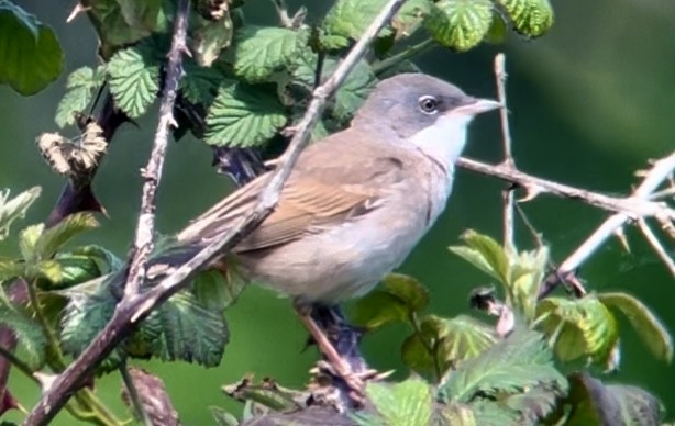 Greater Whitethroat - Patrick Finch