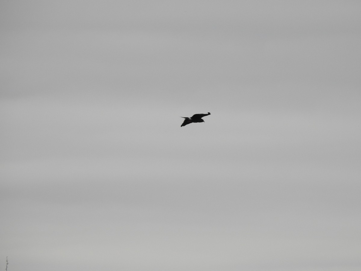 Long-winged Harrier - Carlos Galvan