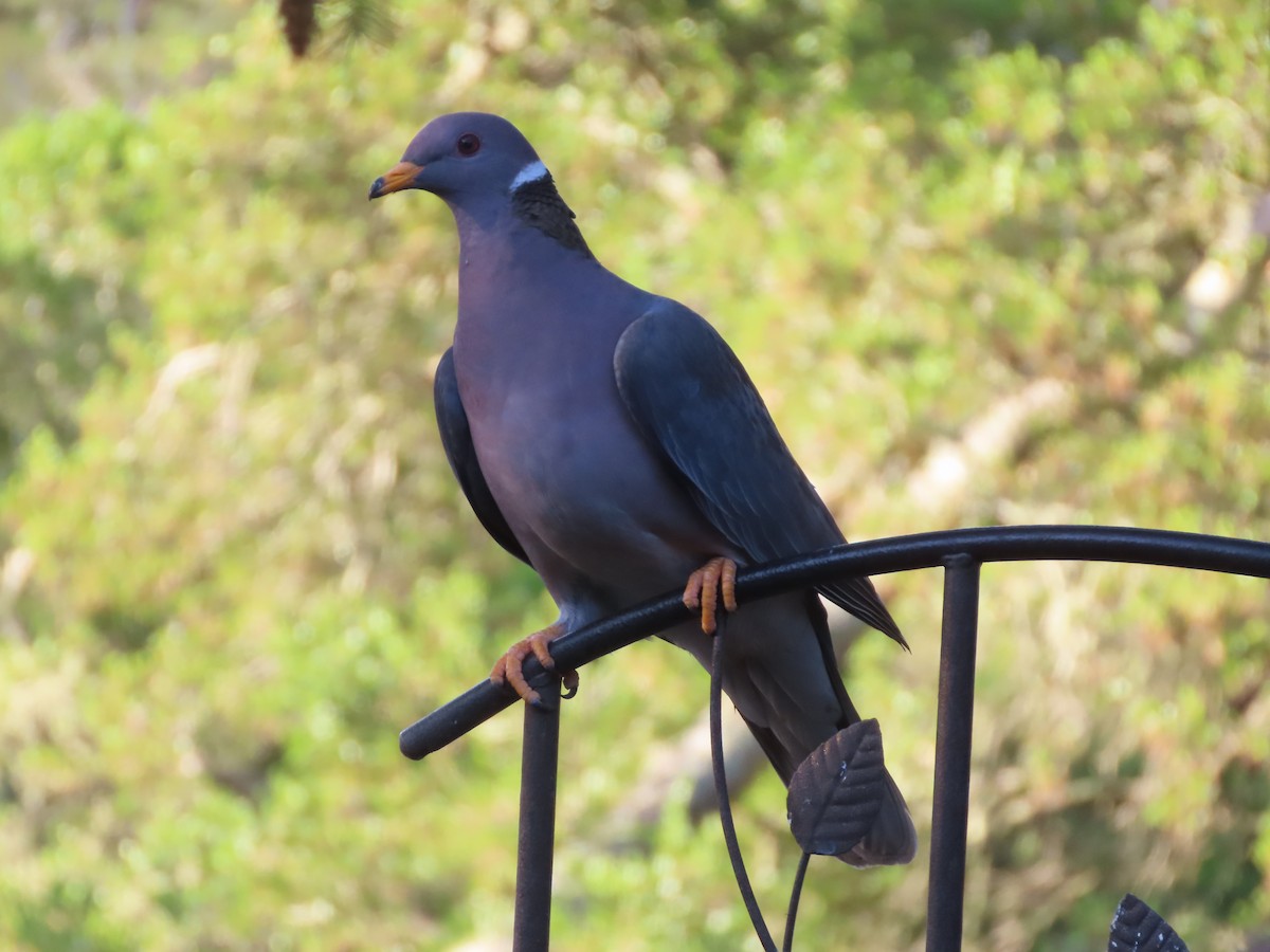 Band-tailed Pigeon - Martha Pallin