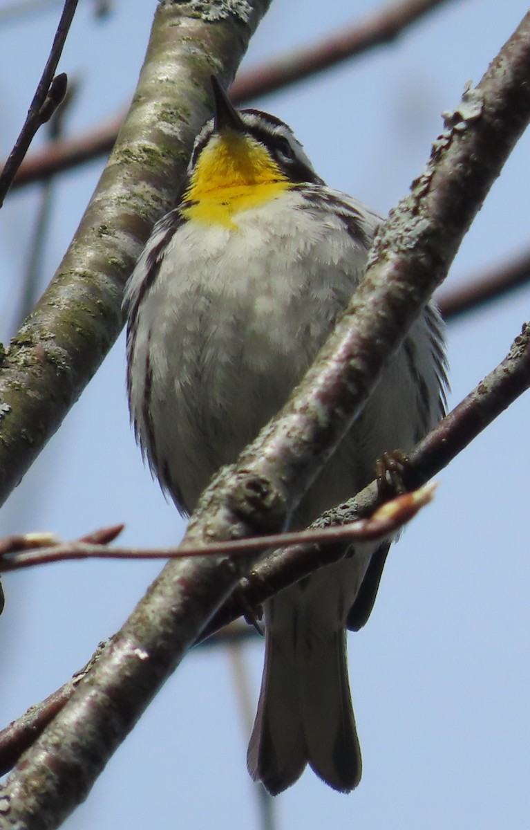 Yellow-throated Warbler - ML618321048