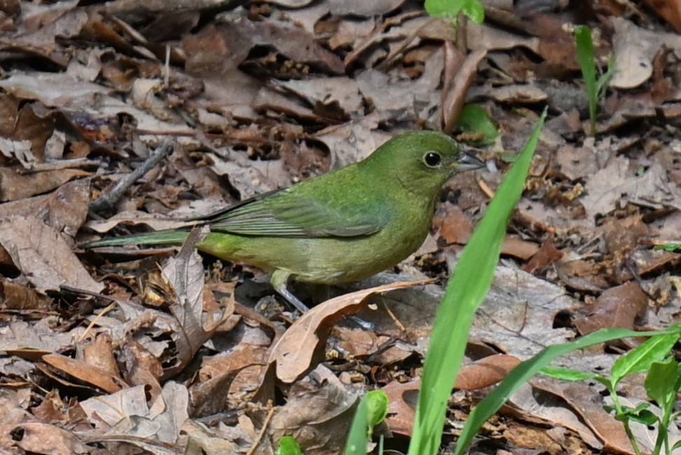 Painted Bunting - ML618321053