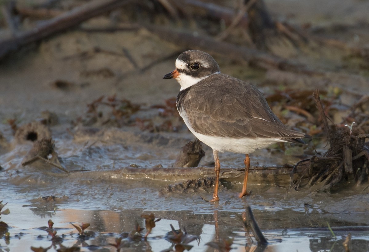 Semipalmated Plover - ML618321054