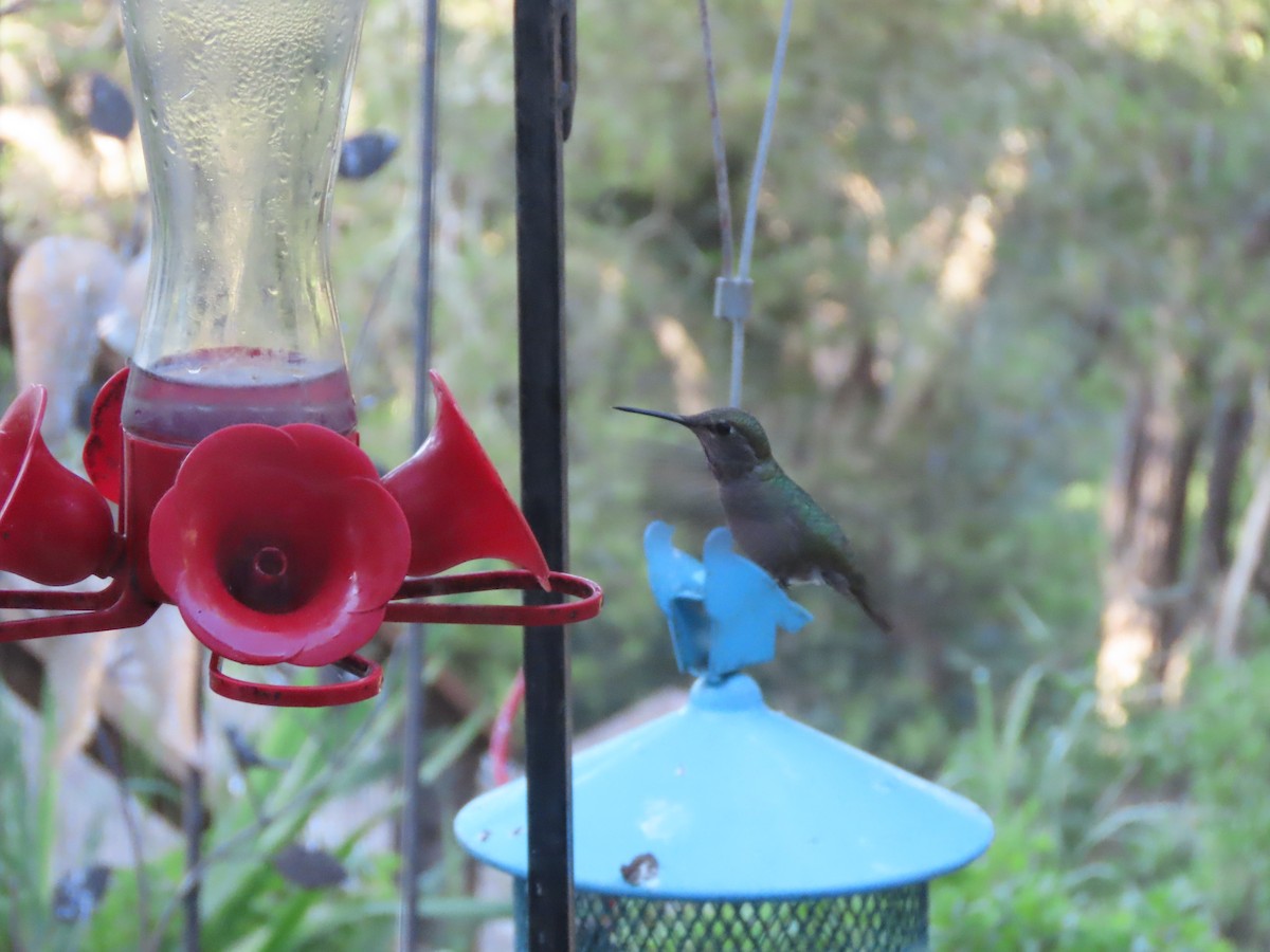 Anna's Hummingbird - ML618321062