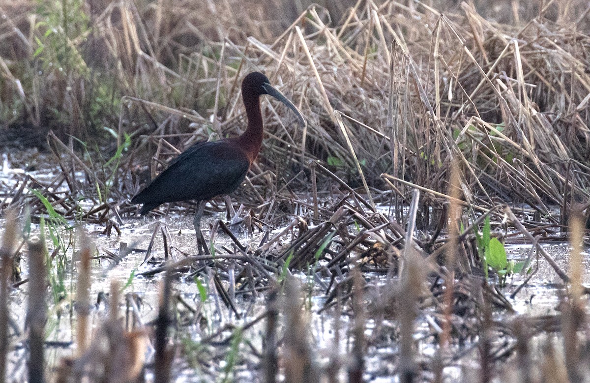 ibis hnědý - ML618321079