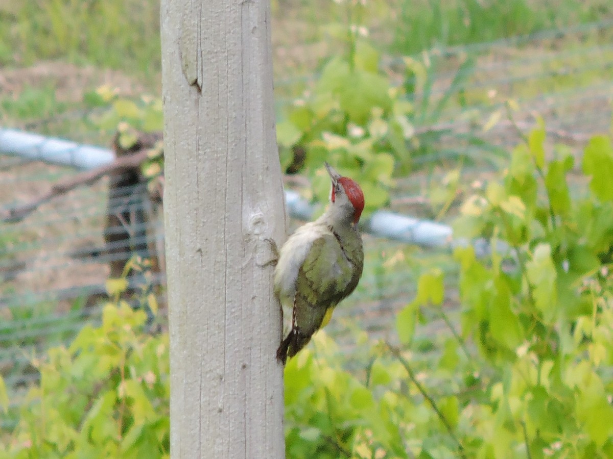 Iberian Green Woodpecker - ML618321105