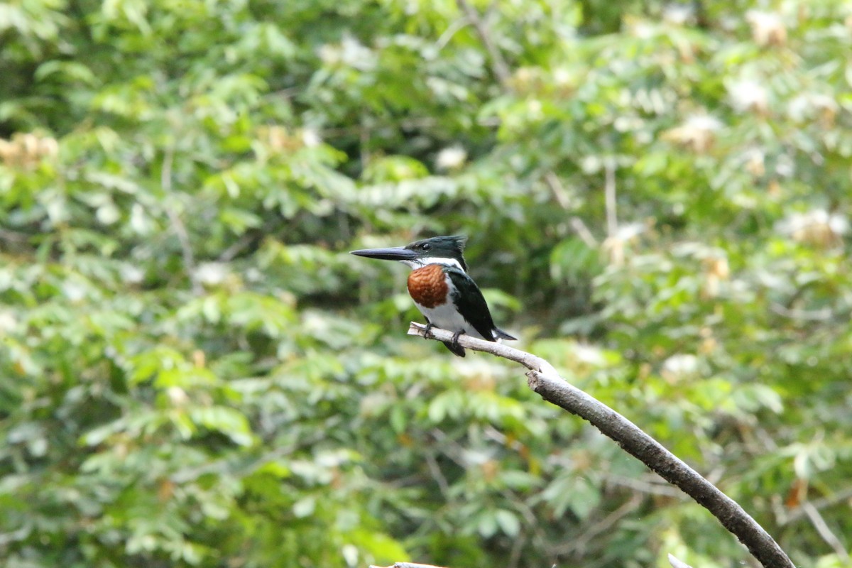 Amazon Kingfisher - ML618321107