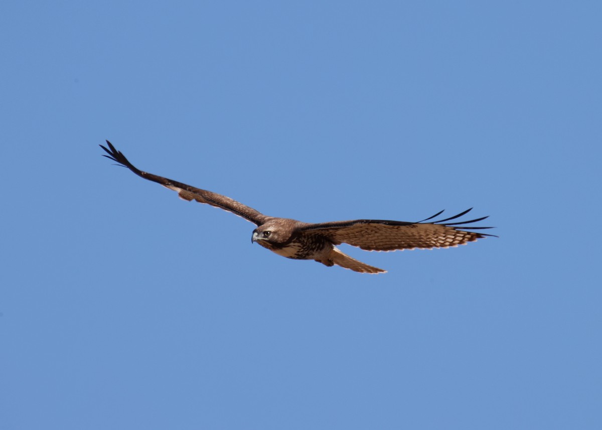 Red-tailed Hawk - Linda Dalton