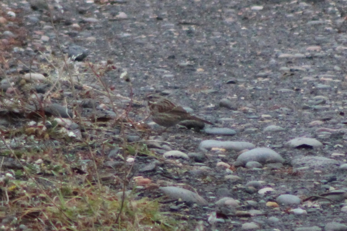Song Sparrow (montana/merrilli) - ML618321126