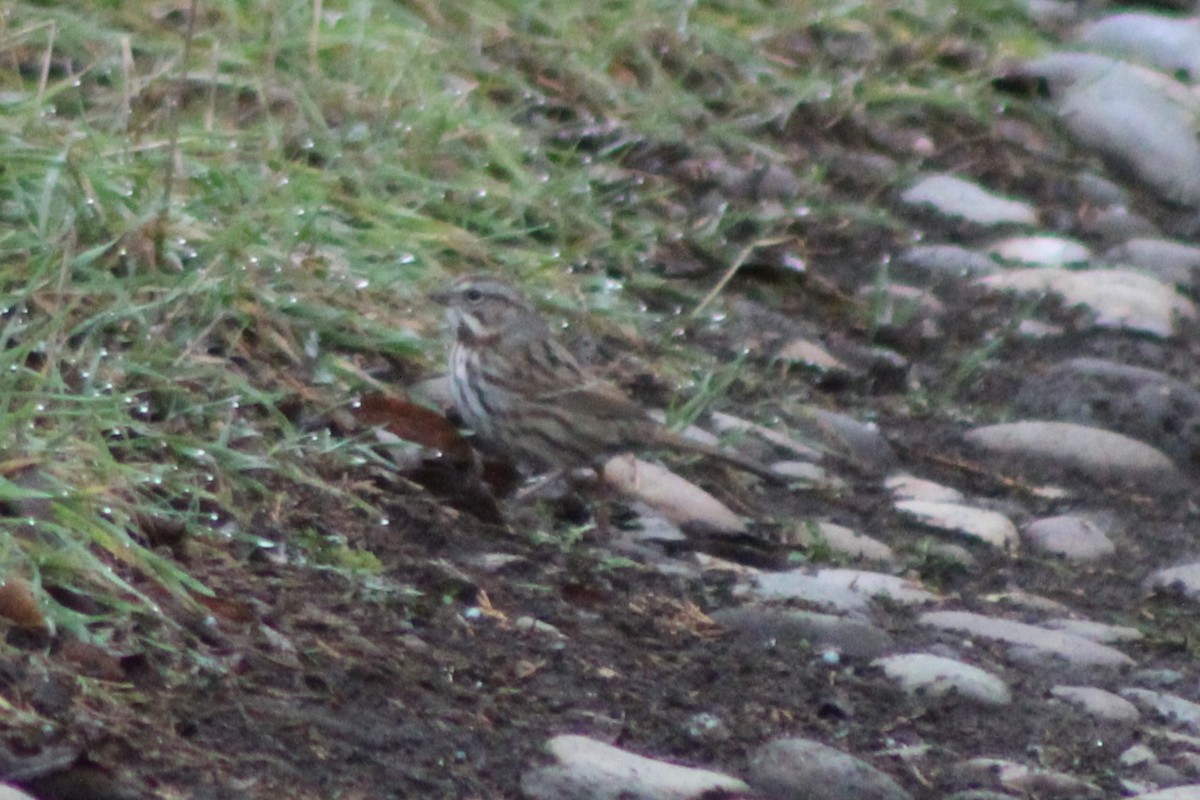 Song Sparrow (montana/merrilli) - ML618321127