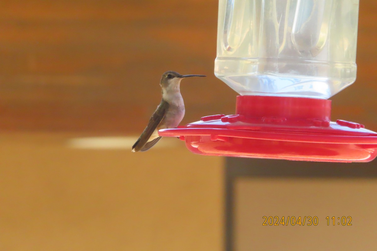 Black-chinned Hummingbird - ML618321134