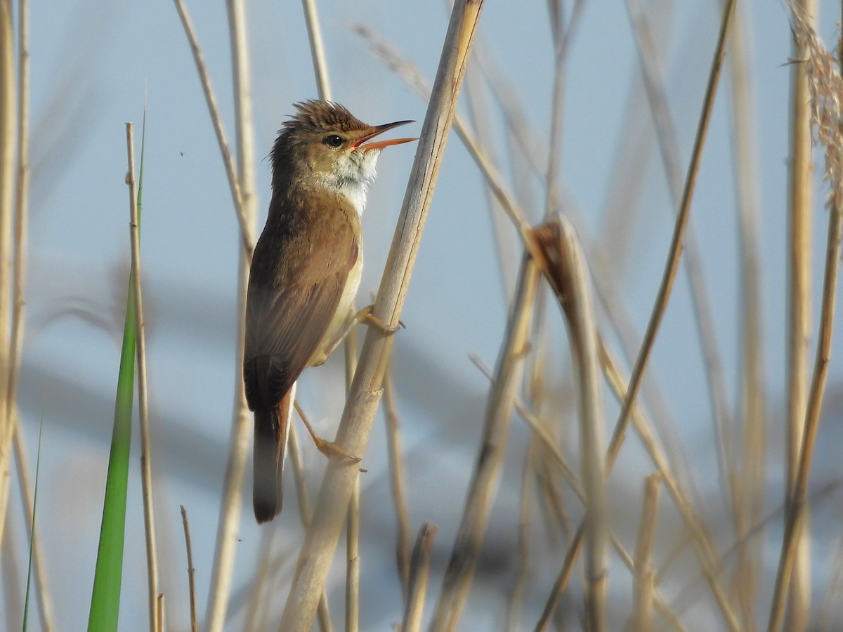 Common Reed Warbler - ML618321141