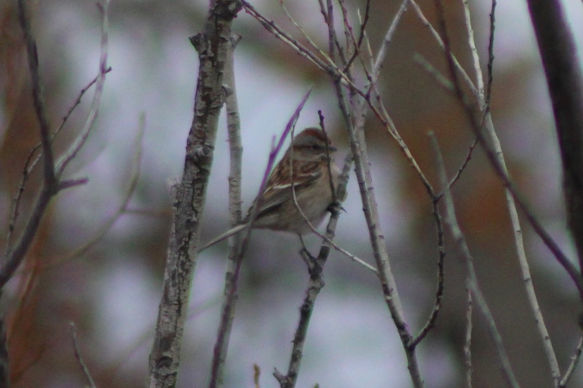 American Tree Sparrow - ML618321143