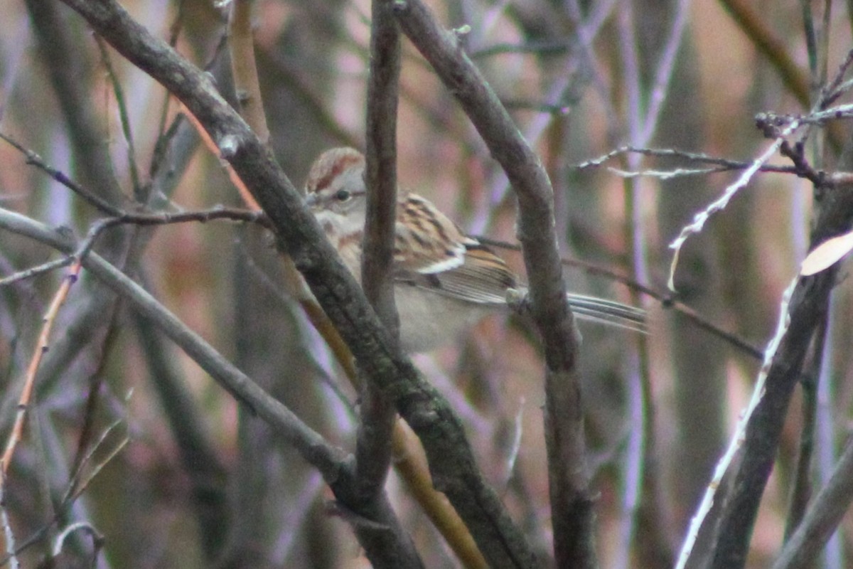 American Tree Sparrow - ML618321144