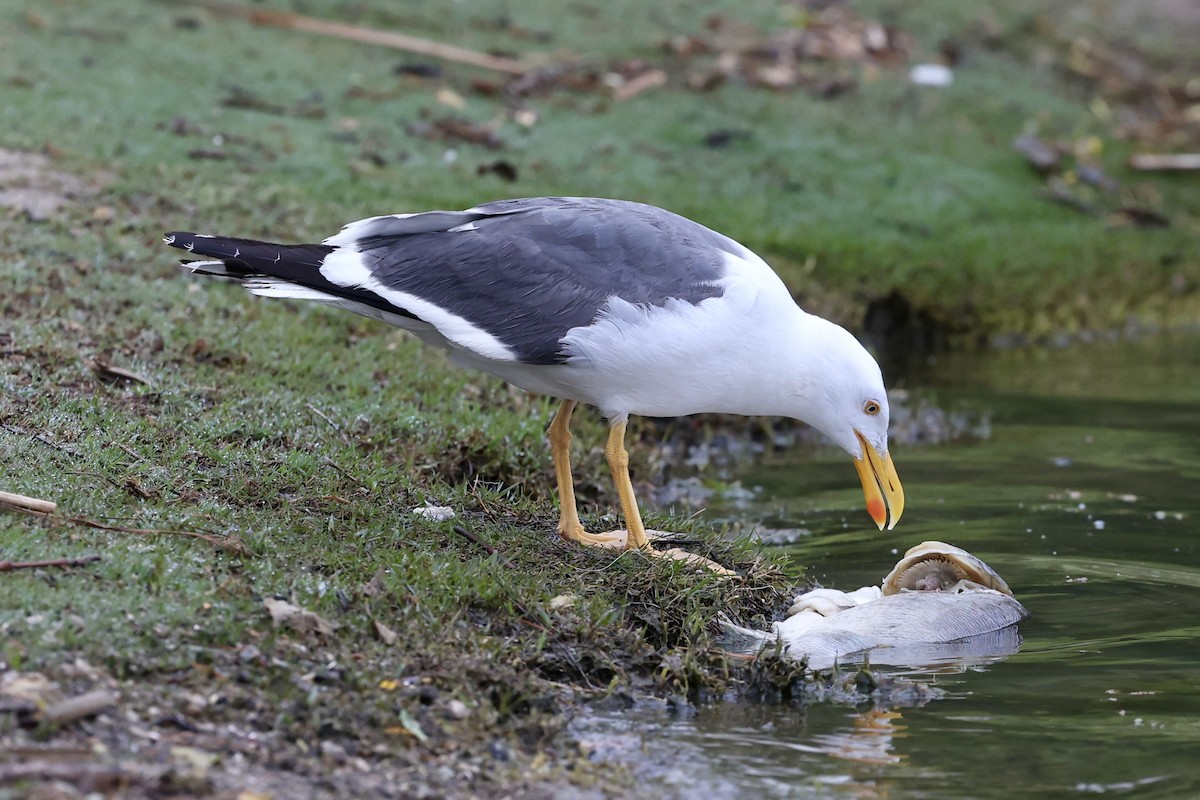 Yellow-footed Gull - ML618321159