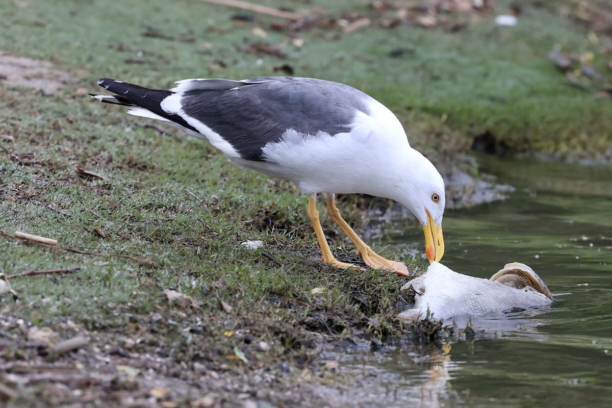 Yellow-footed Gull - ML618321160