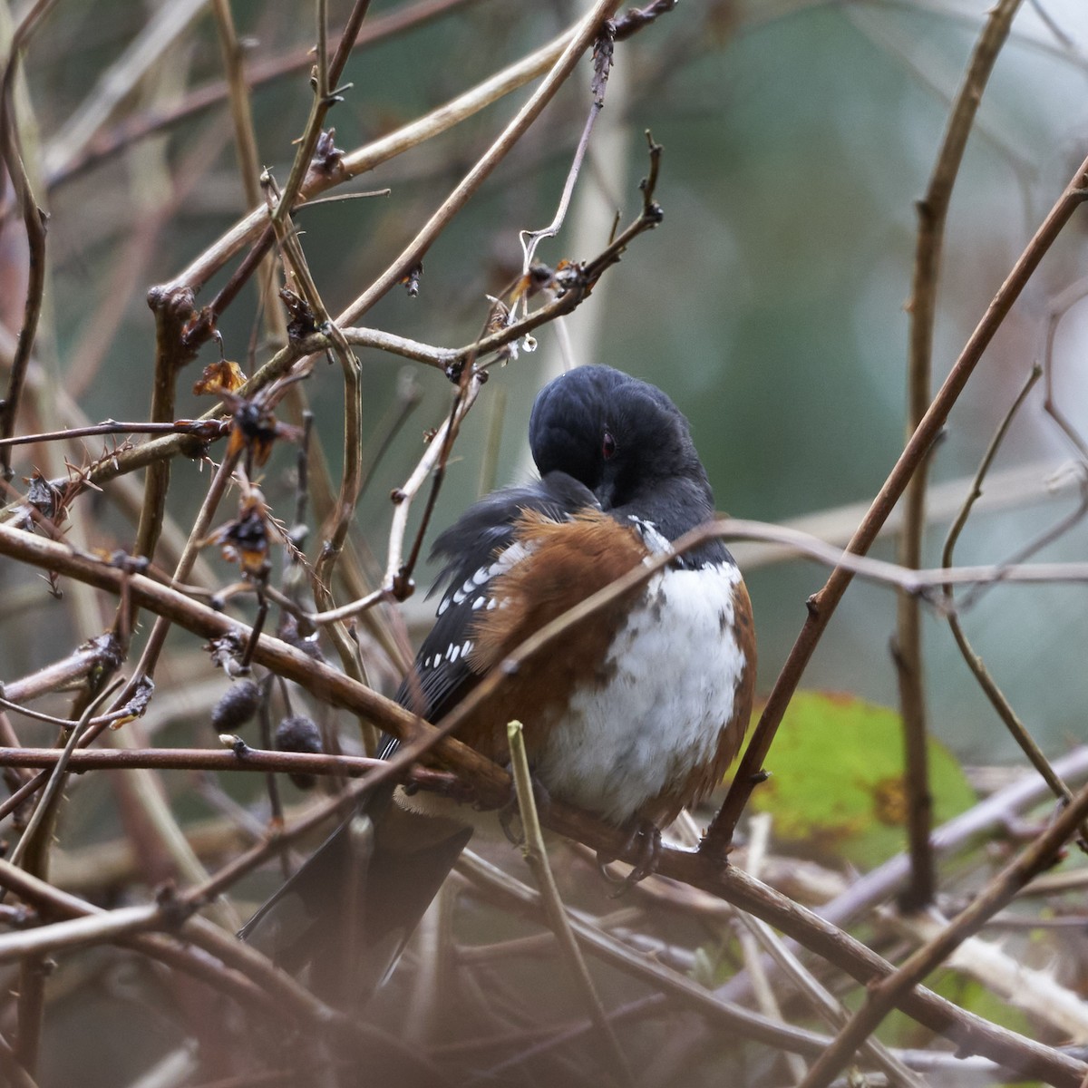 Spotted Towhee - ML618321164