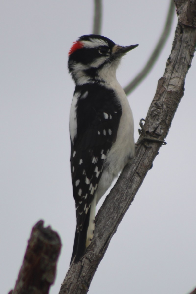 Downy Woodpecker - ML618321171