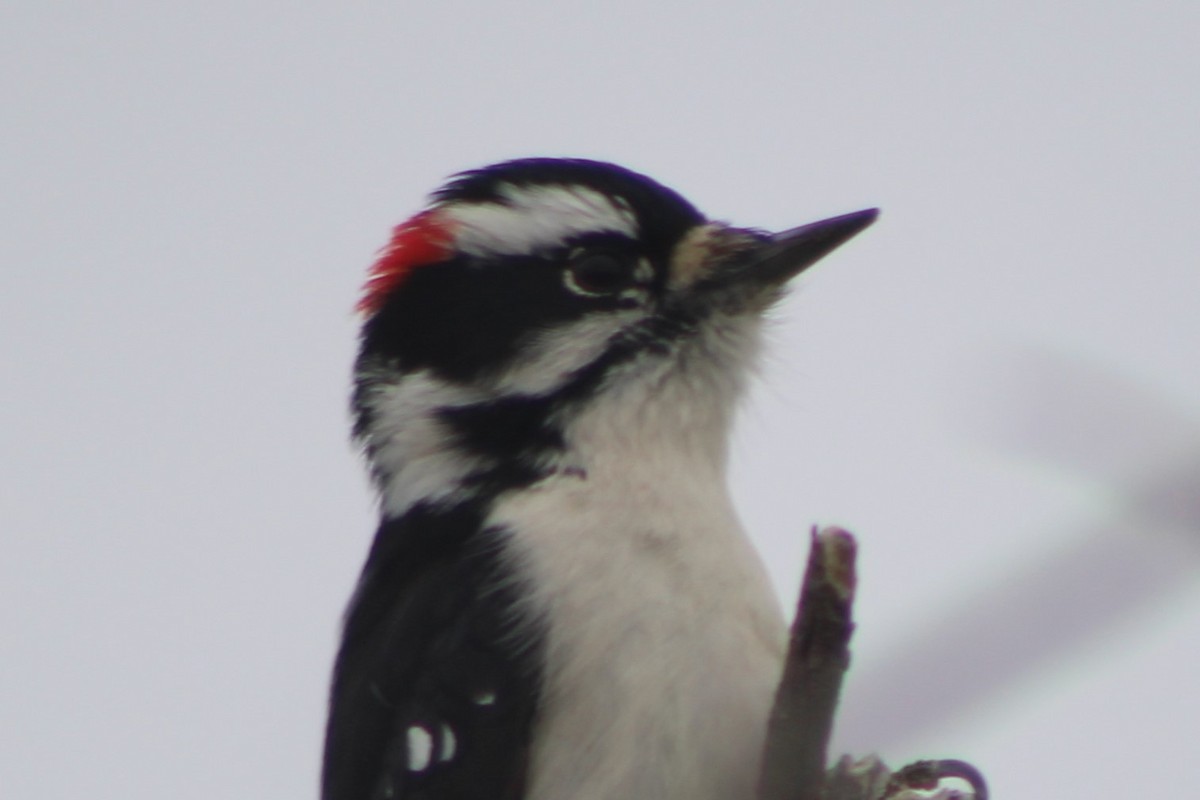 Downy Woodpecker - ML618321181
