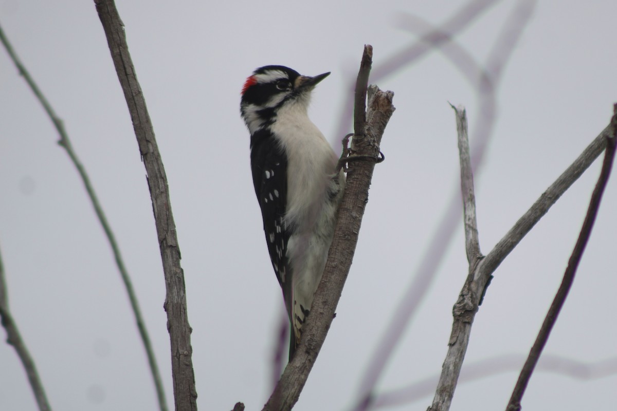 Downy Woodpecker - ML618321182