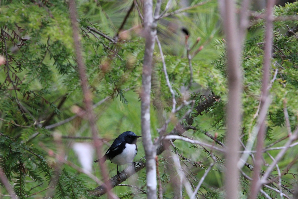 Black-throated Blue Warbler - ML618321263