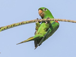  - Hispaniolan Parakeet