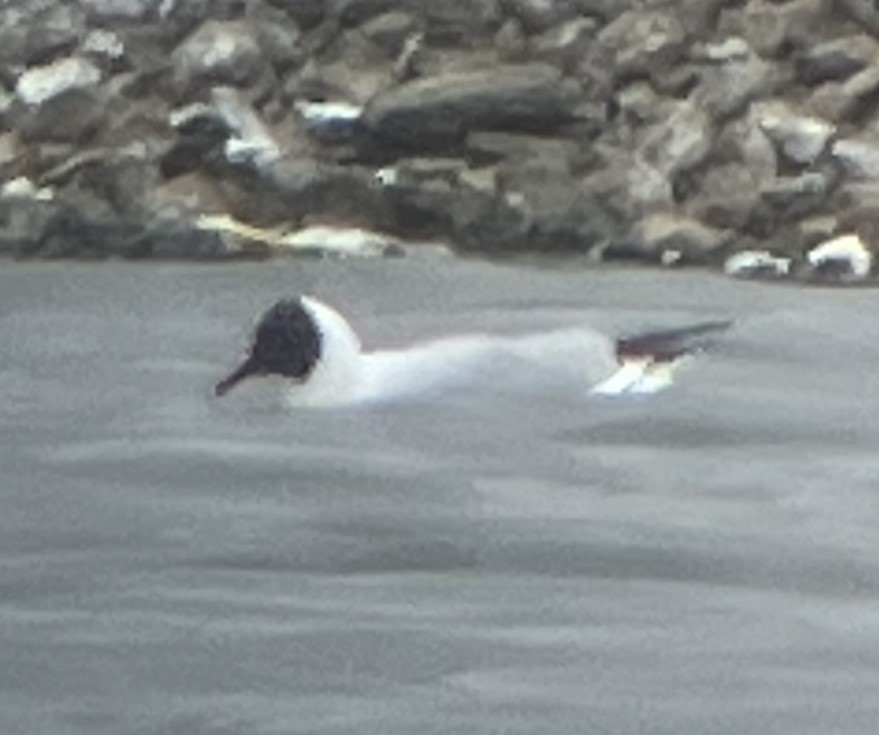 Black-headed Gull - ML618321274