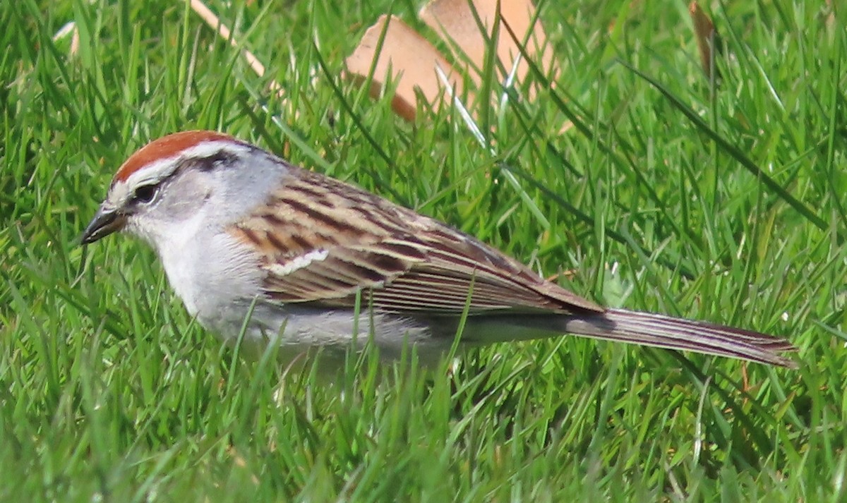 Chipping Sparrow - Gisele d'Entremont