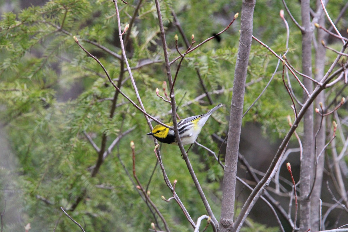 Black-throated Green Warbler - ML618321309