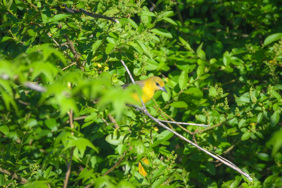 Orchard Oriole - ML618321317