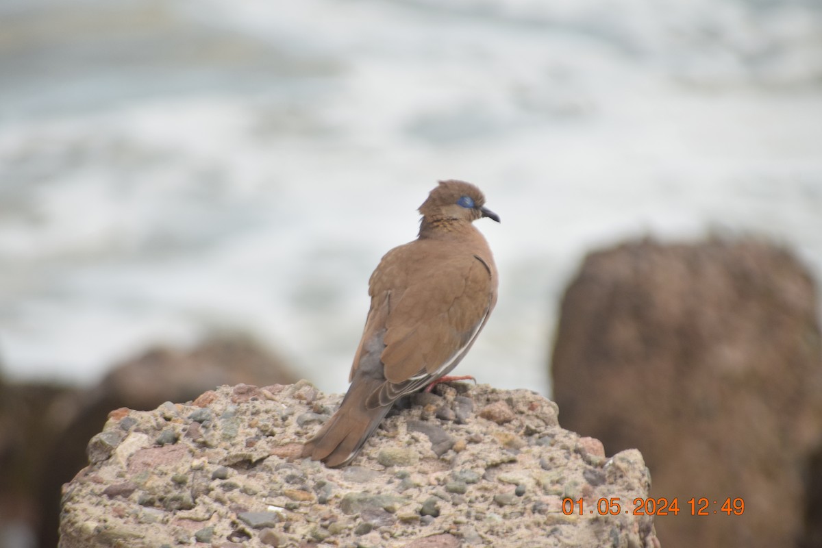 West Peruvian Dove - ML618321320
