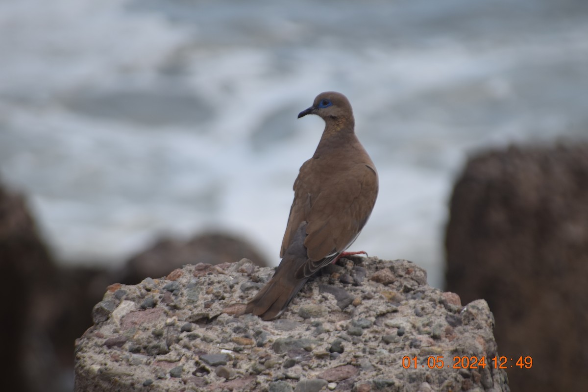 West Peruvian Dove - ML618321321