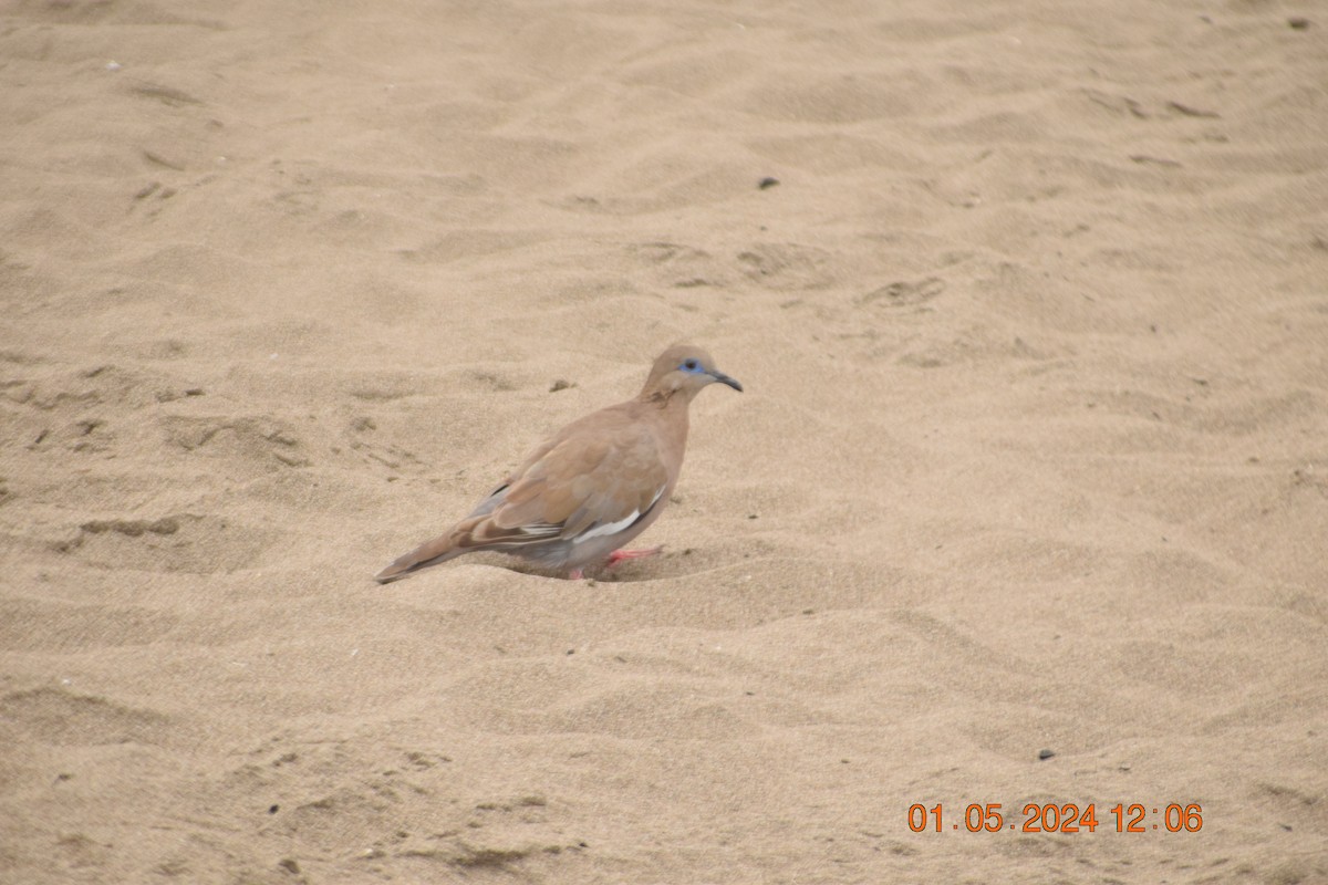 West Peruvian Dove - ML618321323
