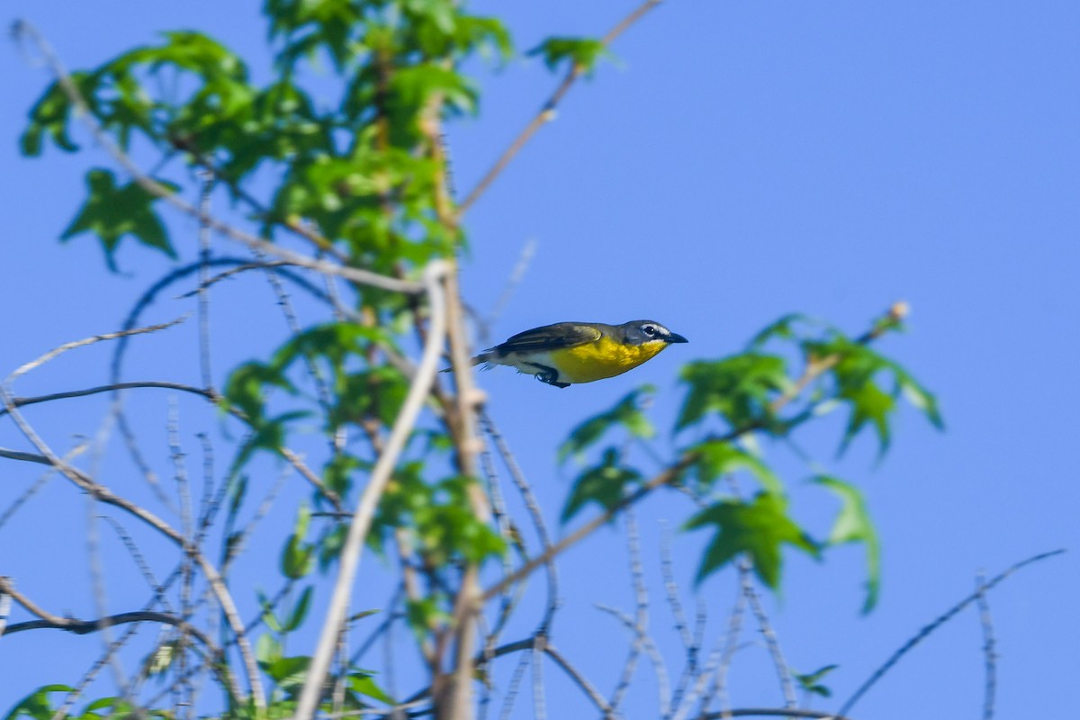 Yellow-breasted Chat - ML618321340