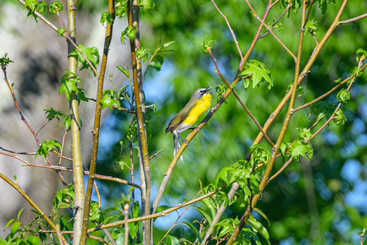 Yellow-breasted Chat - ML618321341