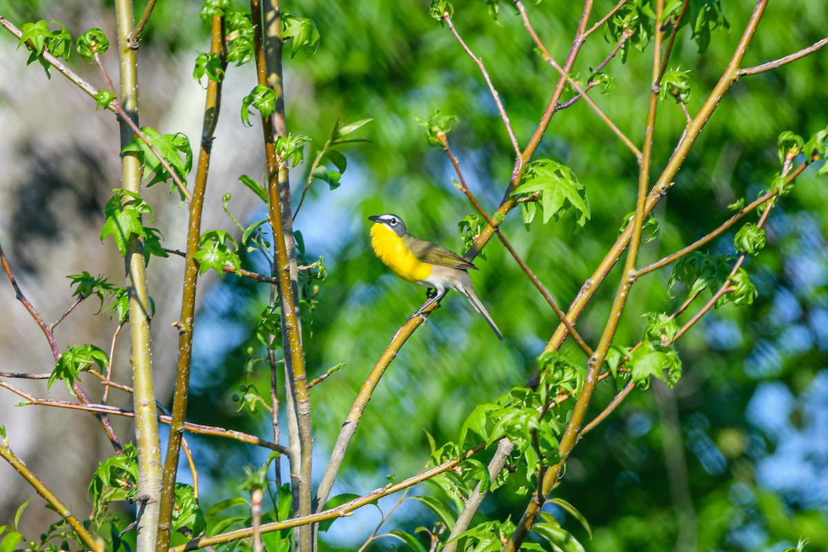 Yellow-breasted Chat - ML618321342