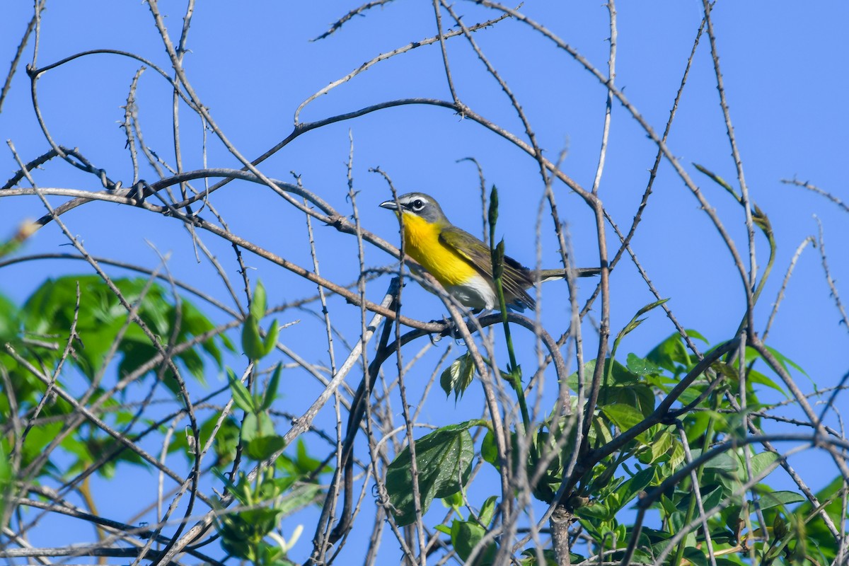 Yellow-breasted Chat - ML618321343