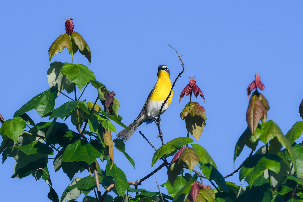 Yellow-breasted Chat - ML618321344