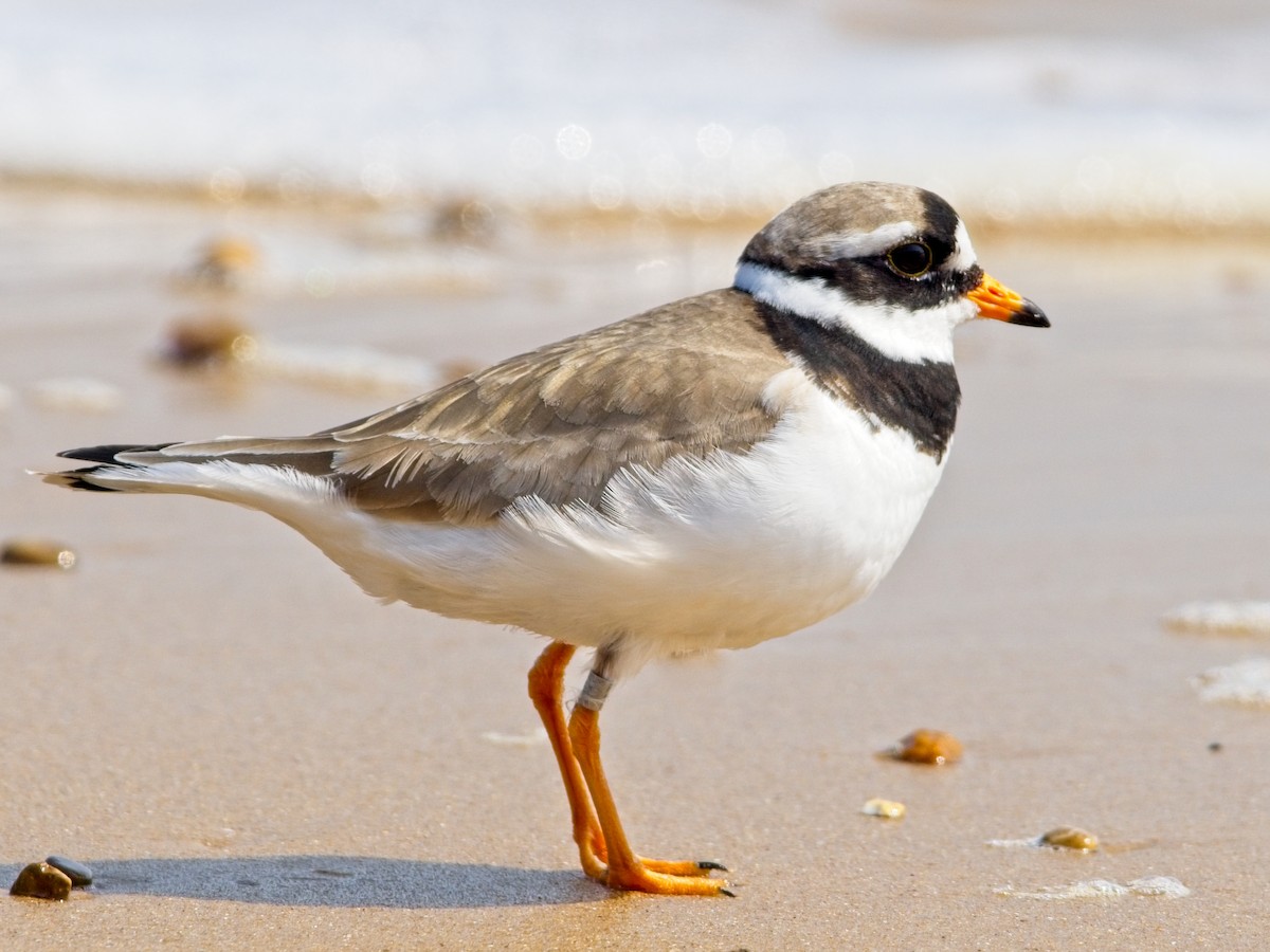 Common Ringed Plover - ML618321349