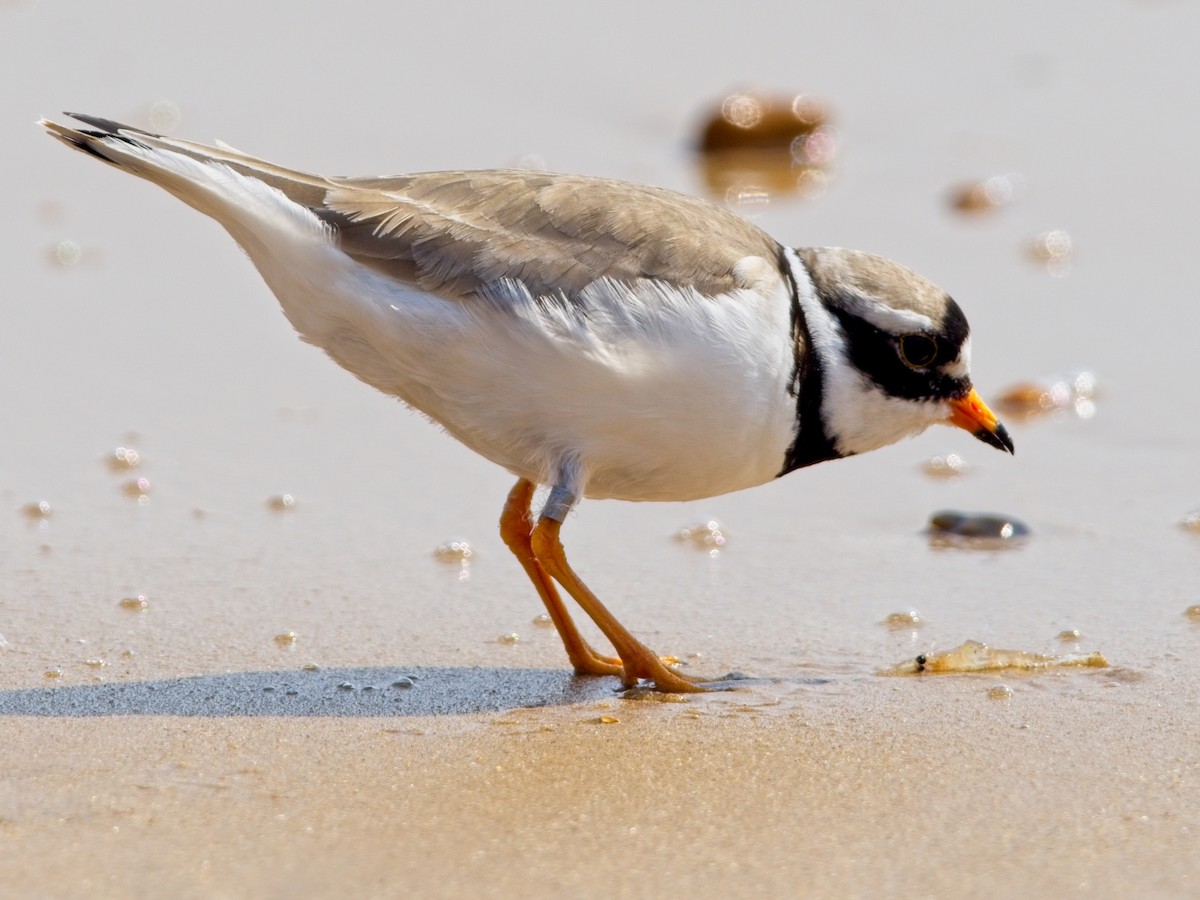 Common Ringed Plover - ML618321350