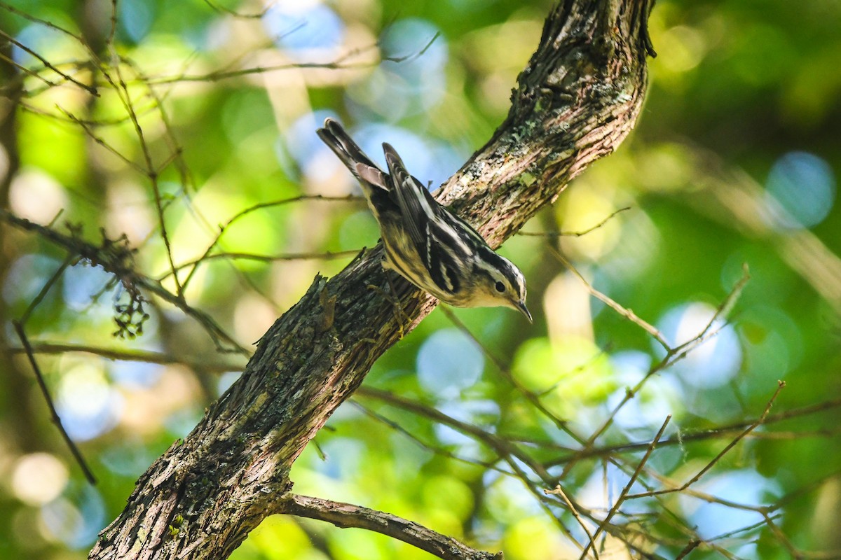 Black-and-white Warbler - ML618321416