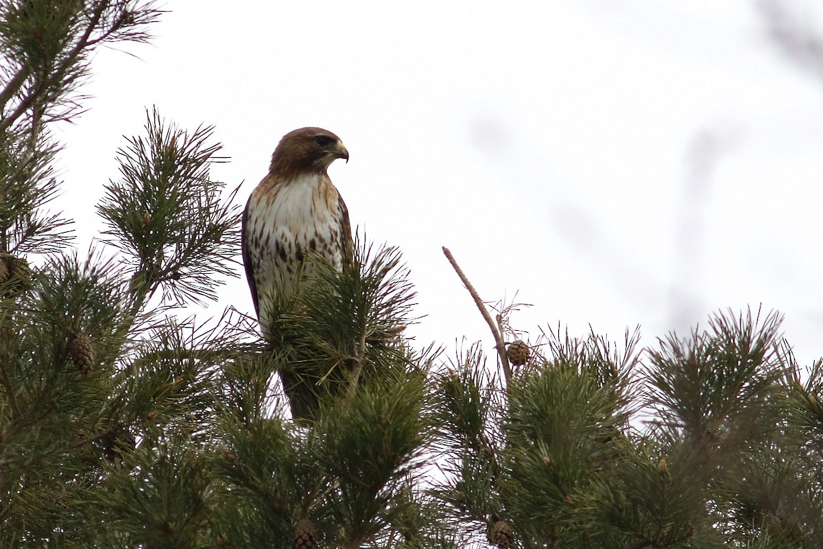 Red-tailed Hawk (abieticola) - ML618321424