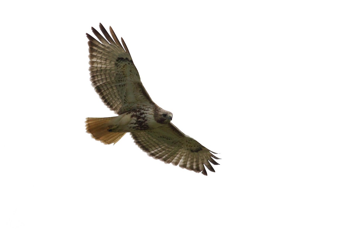 Red-tailed Hawk (abieticola) - ML618321430