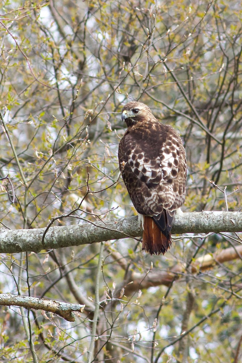 Red-tailed Hawk (abieticola) - ML618321432
