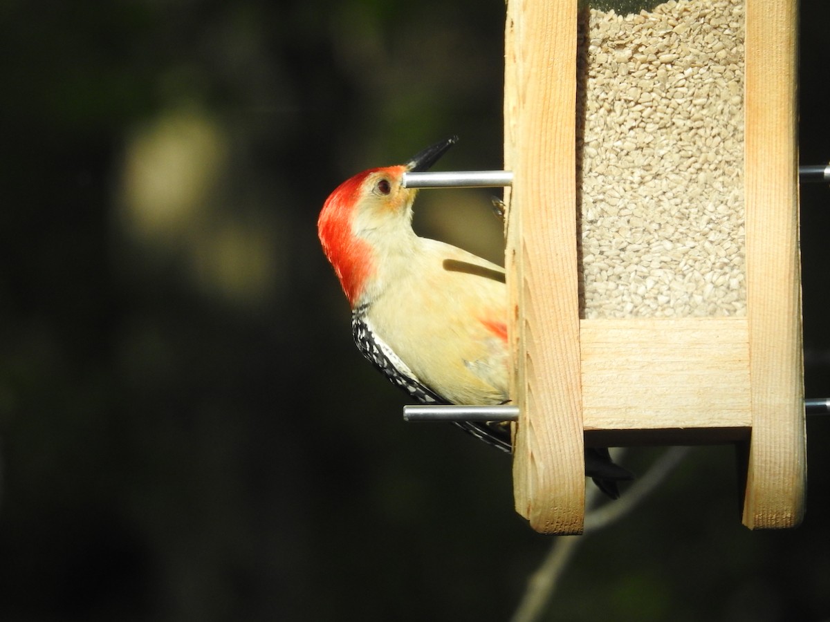 Red-bellied Woodpecker - ML618321454