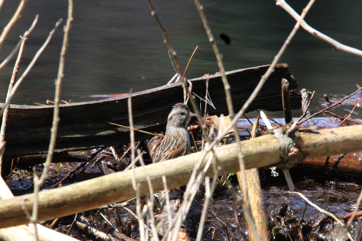 Swamp Sparrow - ML618321511