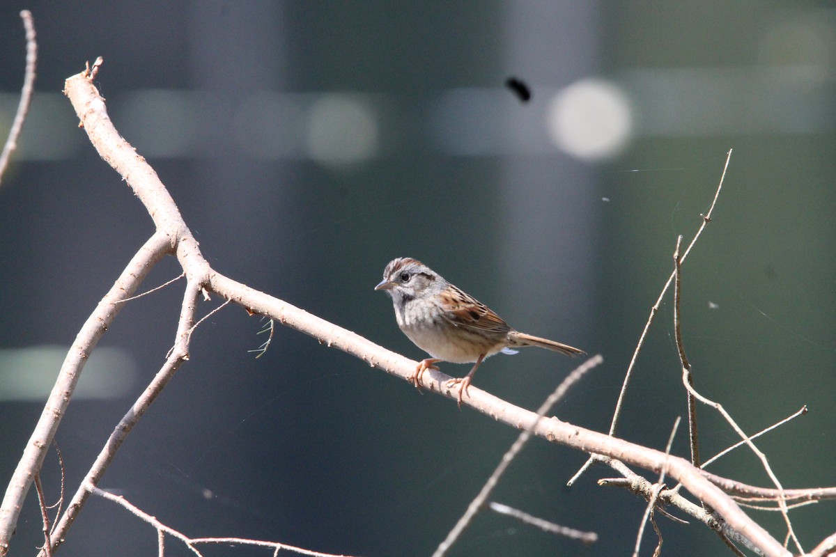 Swamp Sparrow - ML618321512