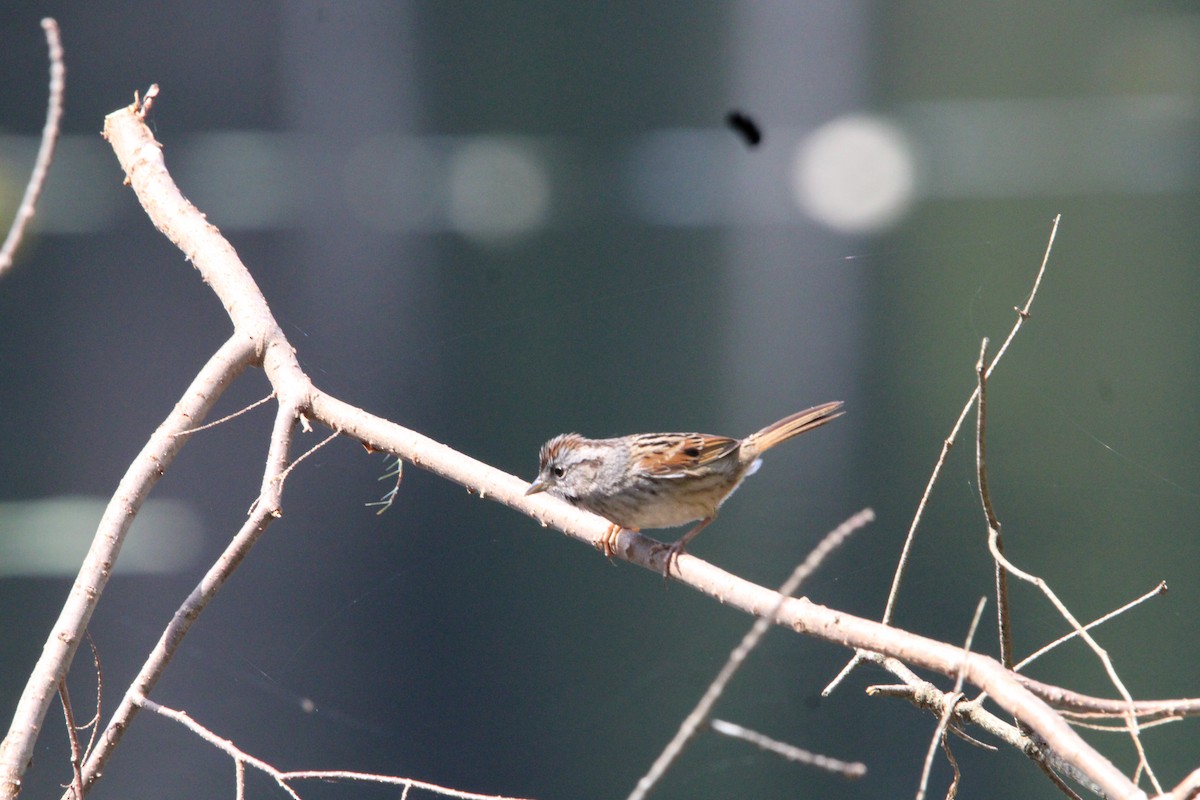 Swamp Sparrow - ML618321513