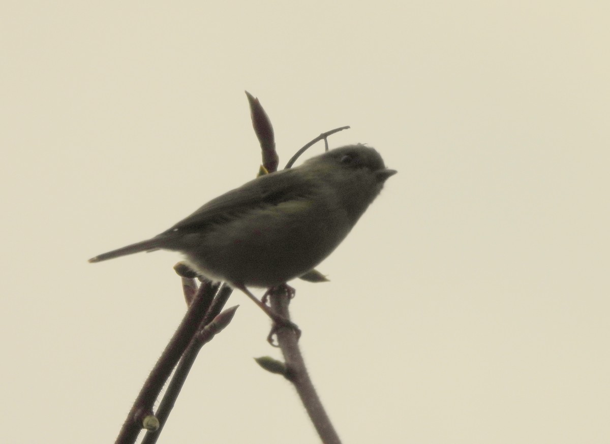 Green Shrike-Babbler - ML618321514